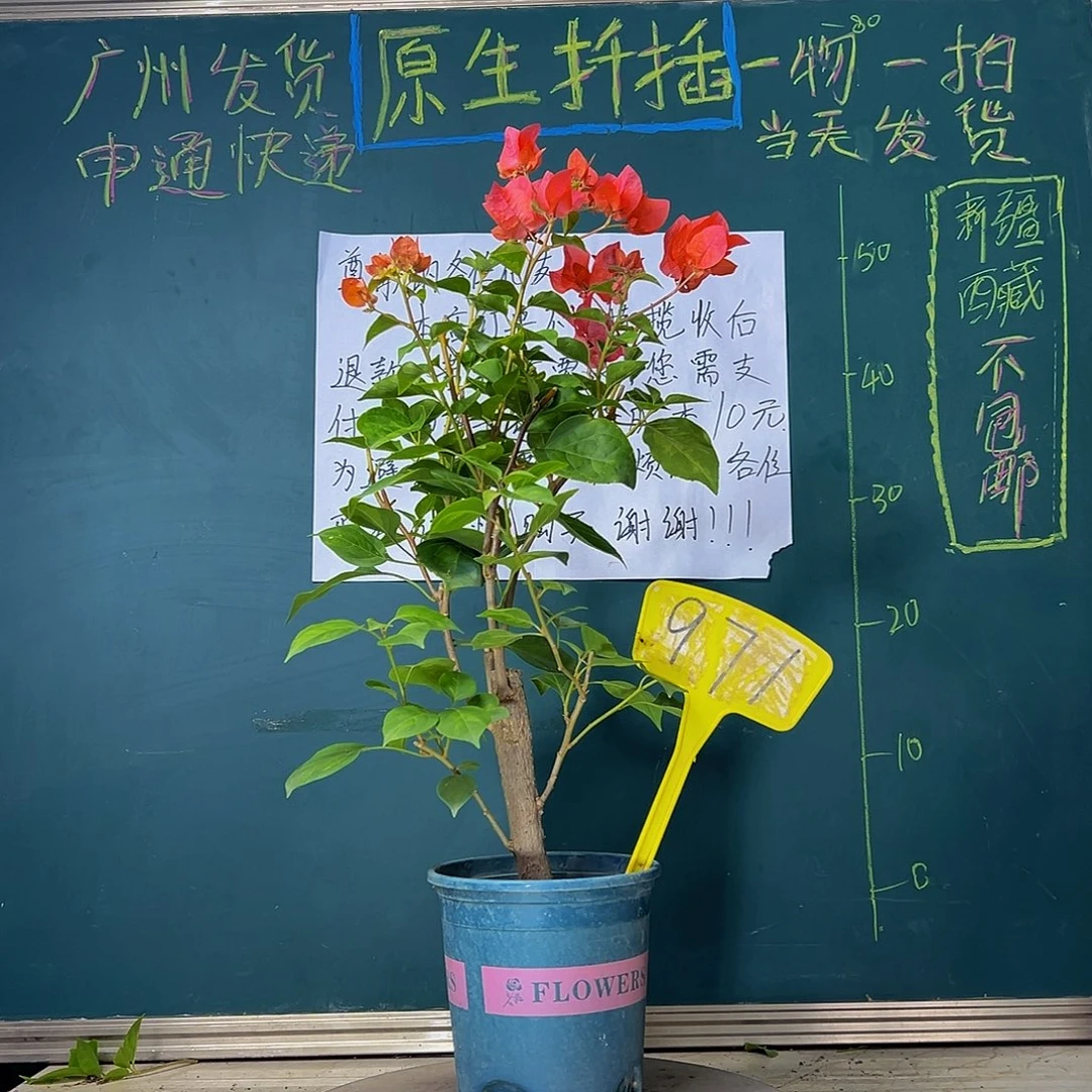 当前无花栽培后可以开花粗杆 暗斑夕阳红 971