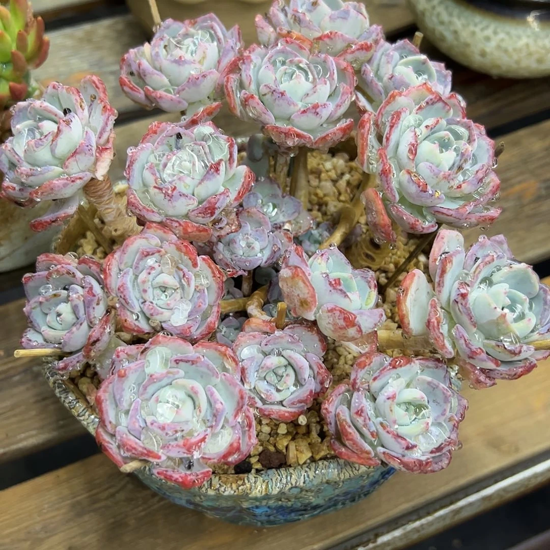 千山雪38 零零多肉植物