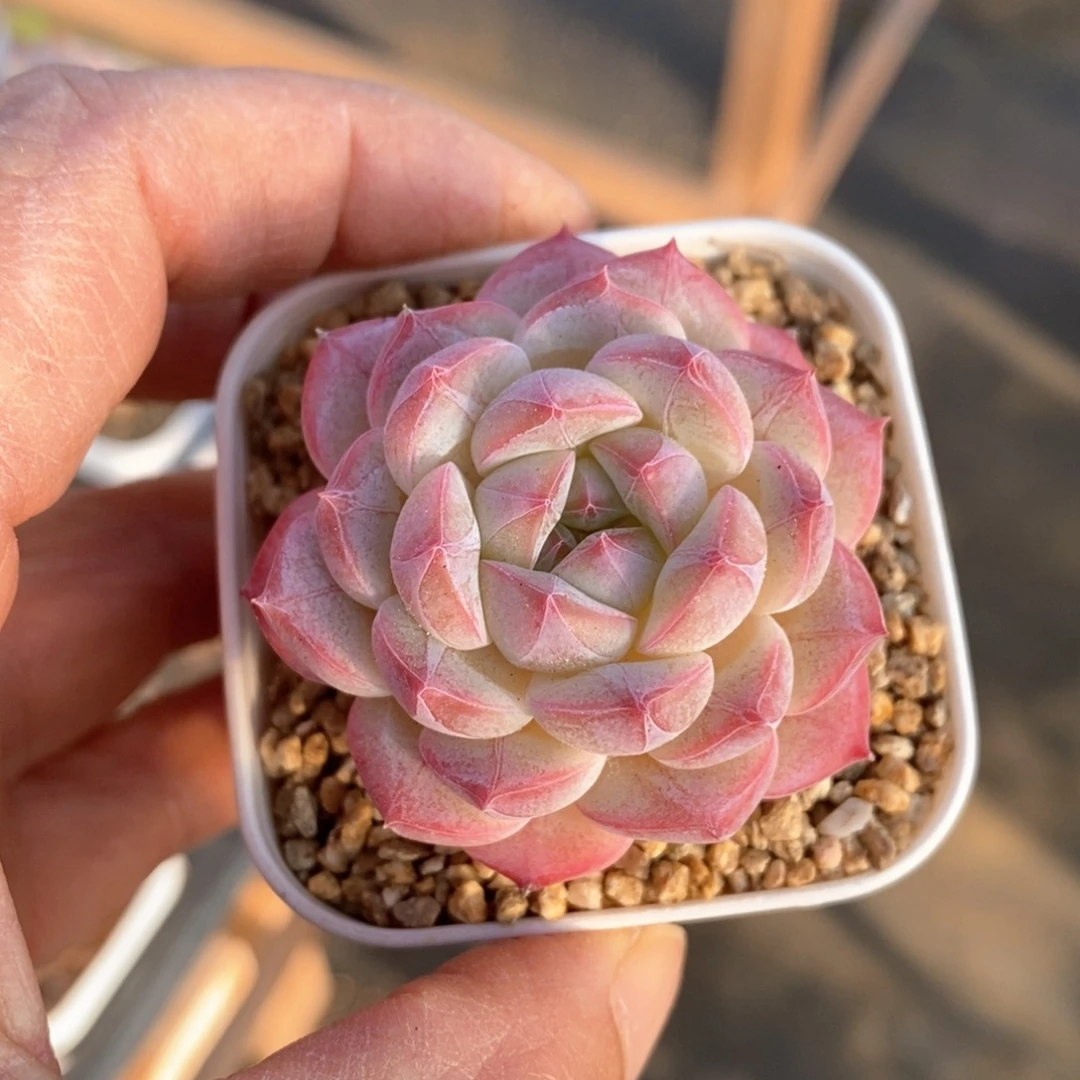 精品多肉一物一拍105