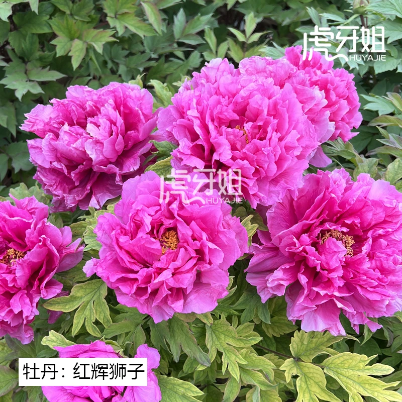 【红辉狮子】裸根牡丹包对版-庭院阳台花卉桃红色重瓣大花