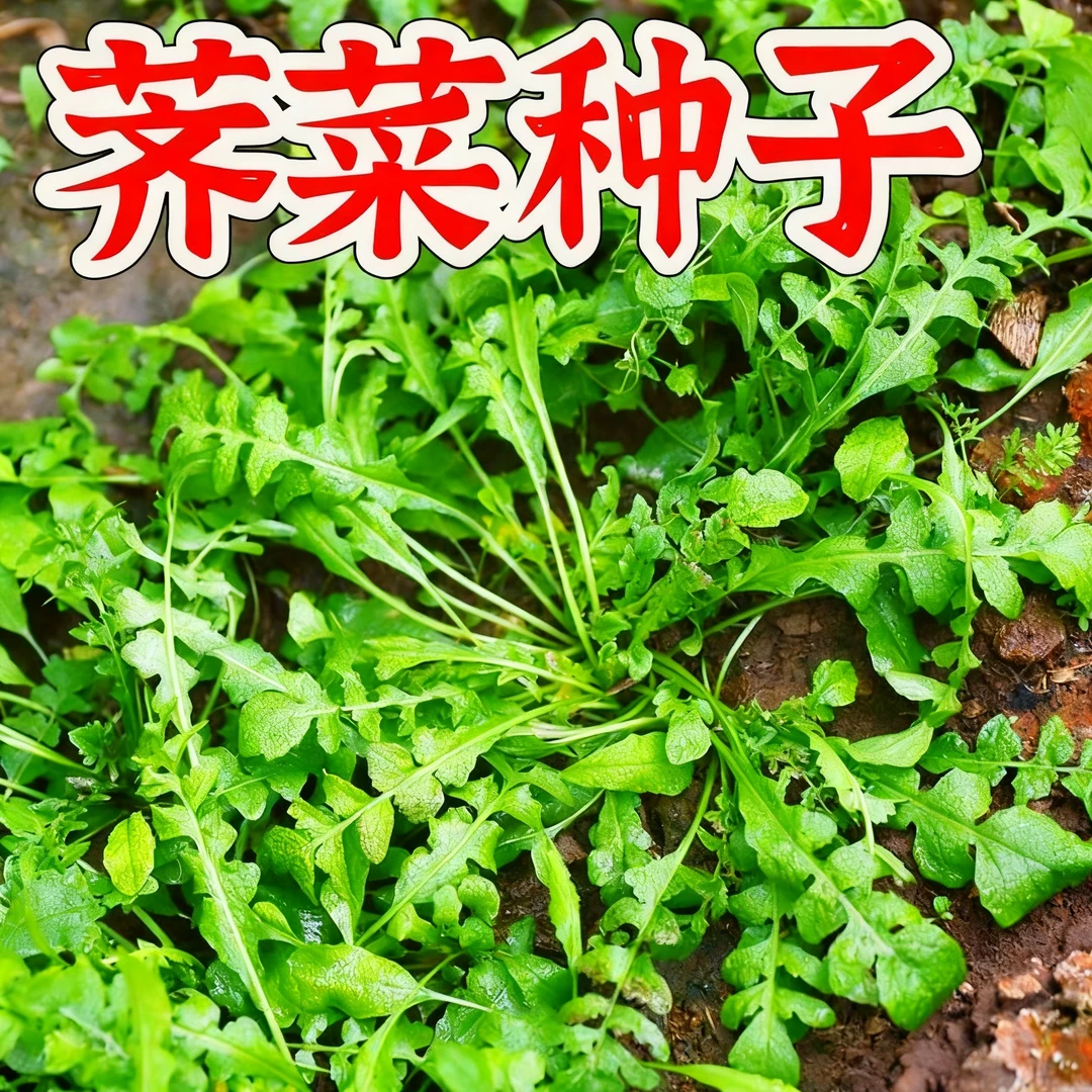 【大叶荠菜种子】荠菜地米菜清香鲜嫩阳台四季蔬菜种子大全