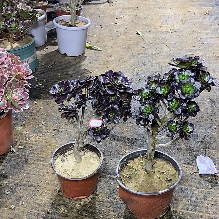 14，2颗多肉法师多肉法师