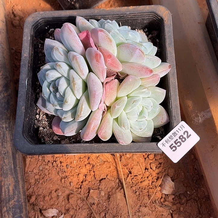 阿雅园艺。      5582