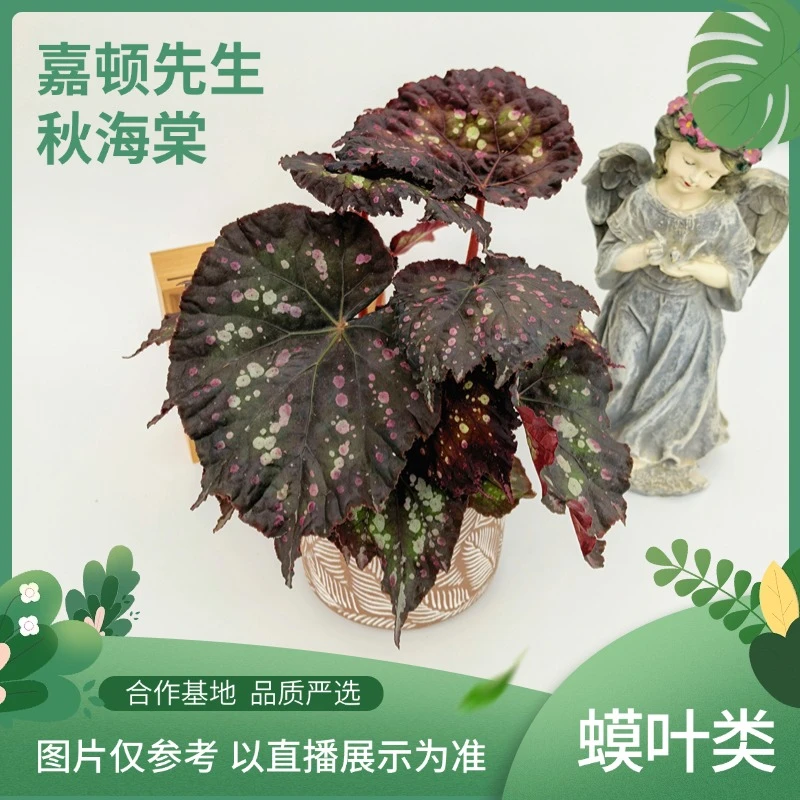 嘉顿先生秋海棠网红盆栽创意室内观叶植物绿植盆栽
