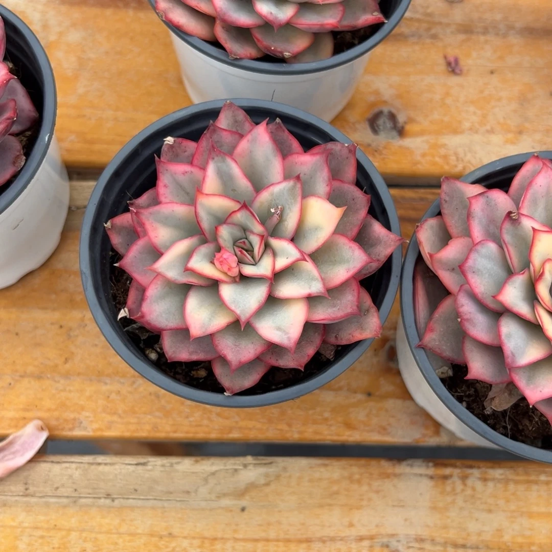 多肉月光女神锦【非偏远地区满18包邮】