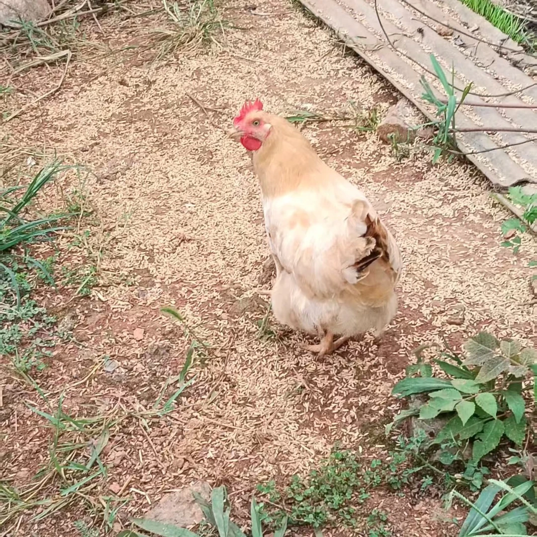 农家散养跑山鸡3-4斤