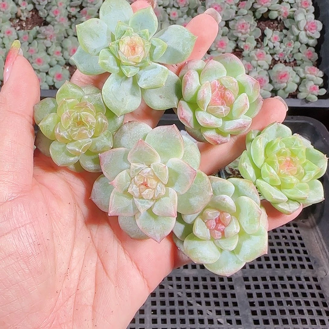 0925---169糖心珍妮