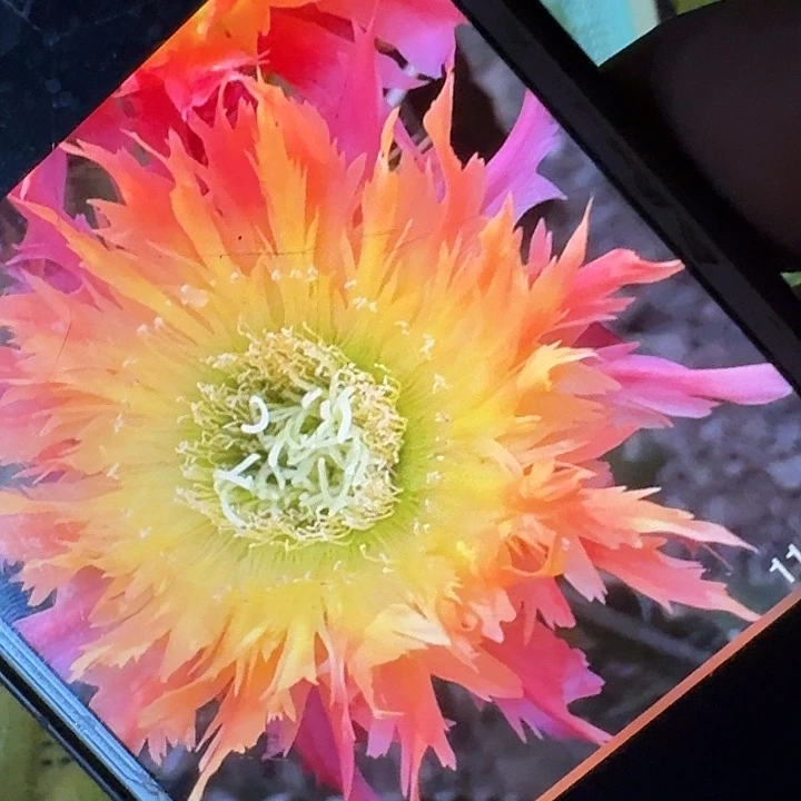 112侧芽5公分毛花柱