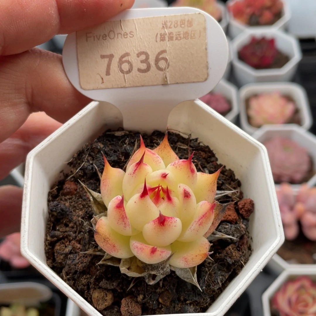 托斯卡内利7636-4厘米