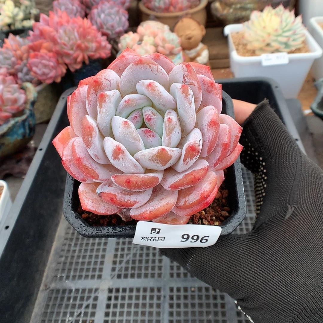996肥橙多肉植物66666