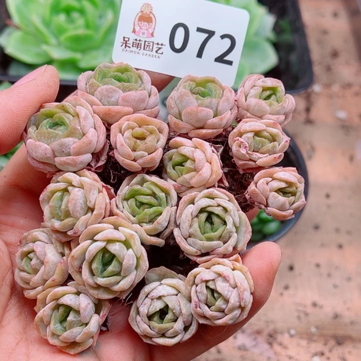 多肉植物多肉植物