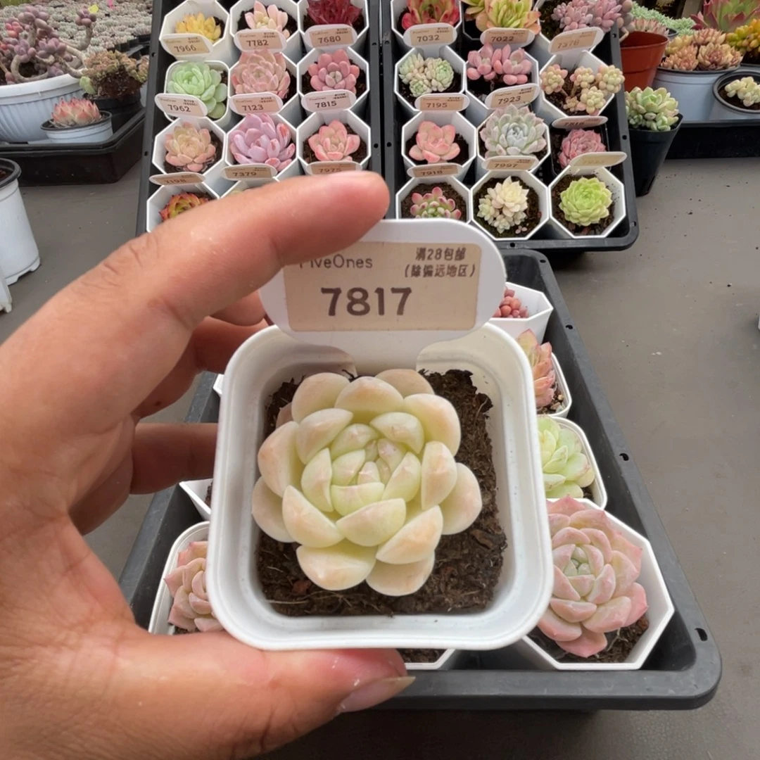 7817白桃汽水4.5厘米
