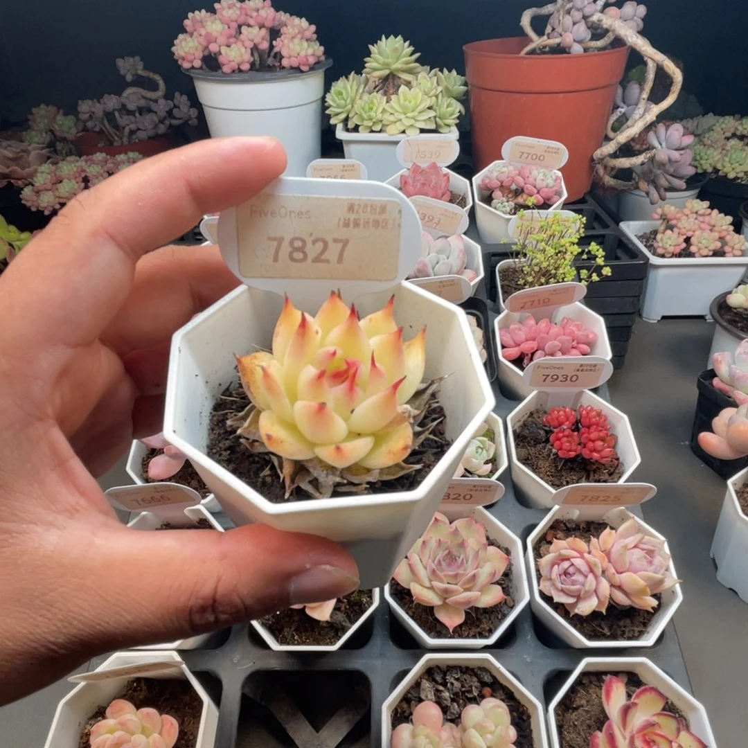 7827托斯卡内利 4.5厘米