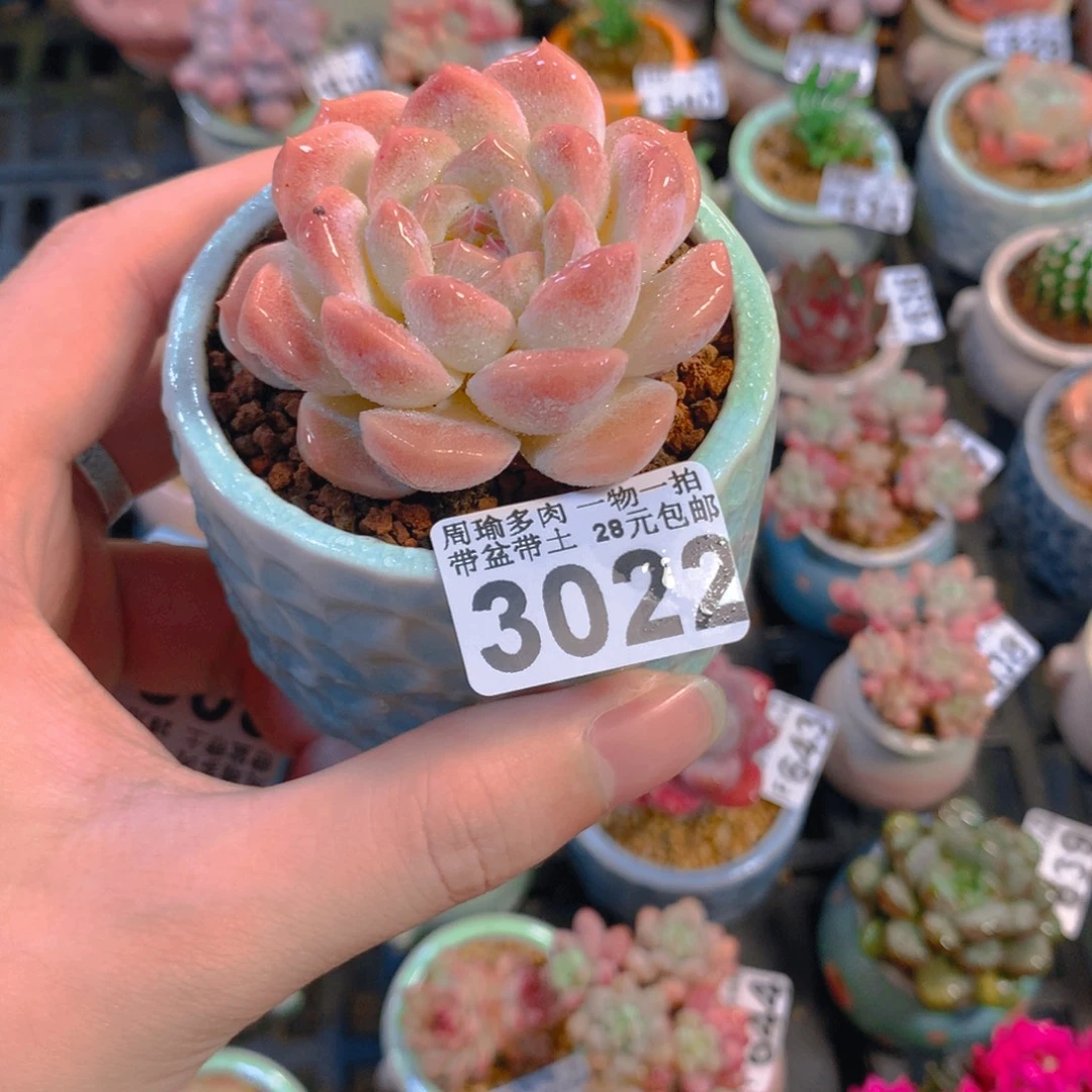 5厘米盆精控多肉3022