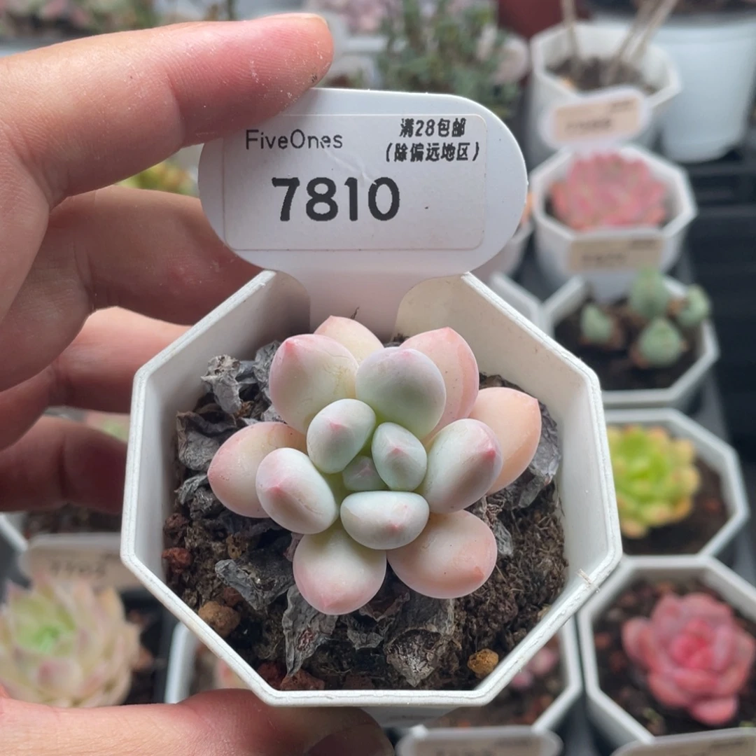 香水7810-4.5厘米
