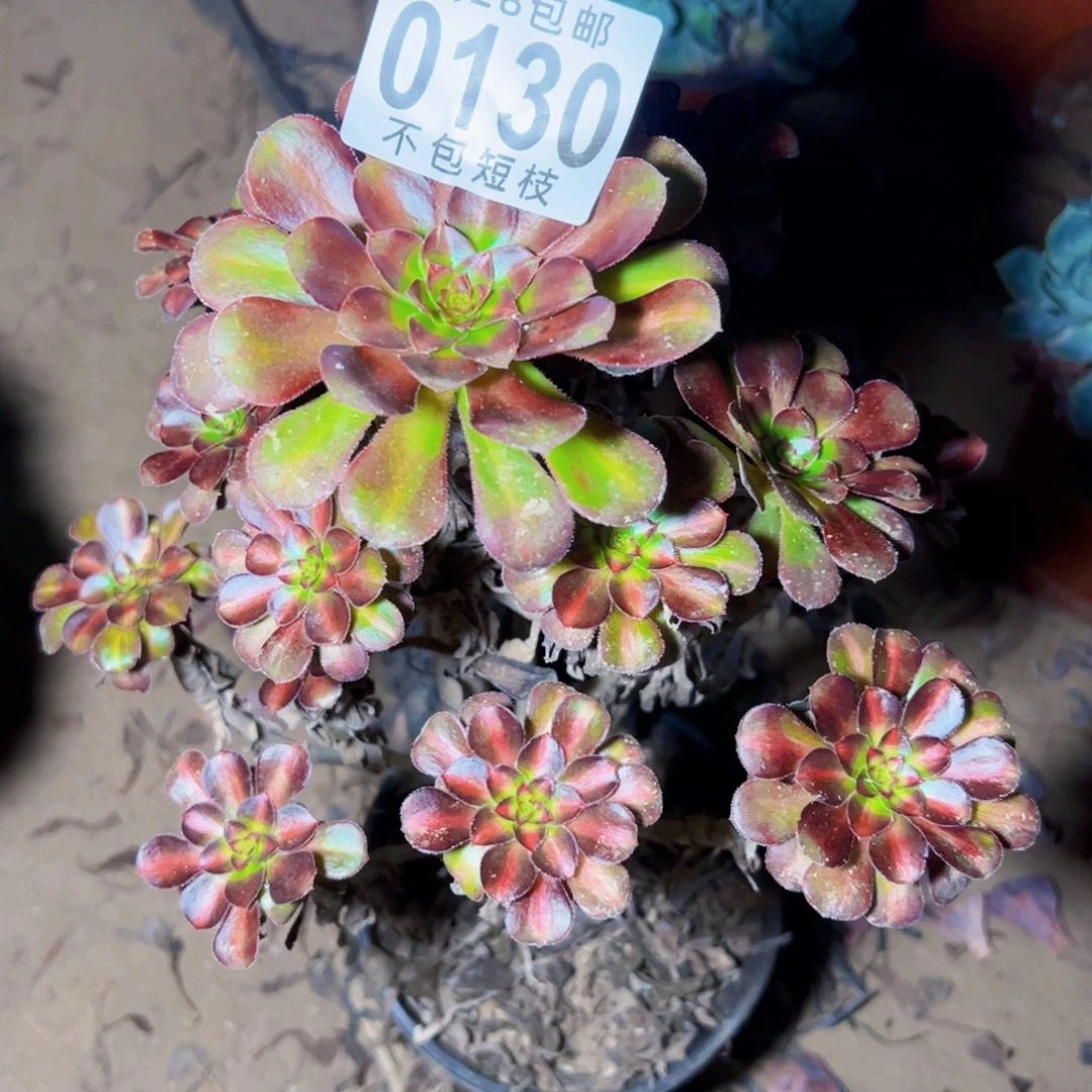 晚霞多肉植物0130