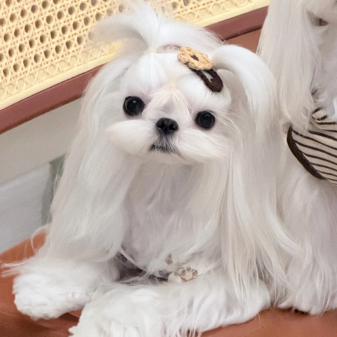 马尔济斯西施等宠物发夹