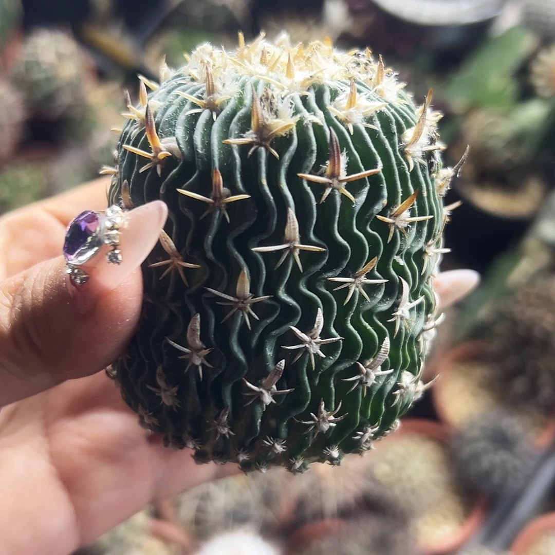 太刀岚仙人球6666666