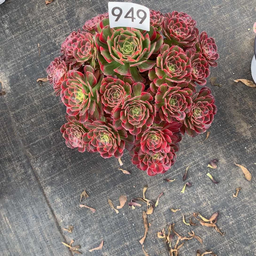 糯****安娜949法师多肉植物