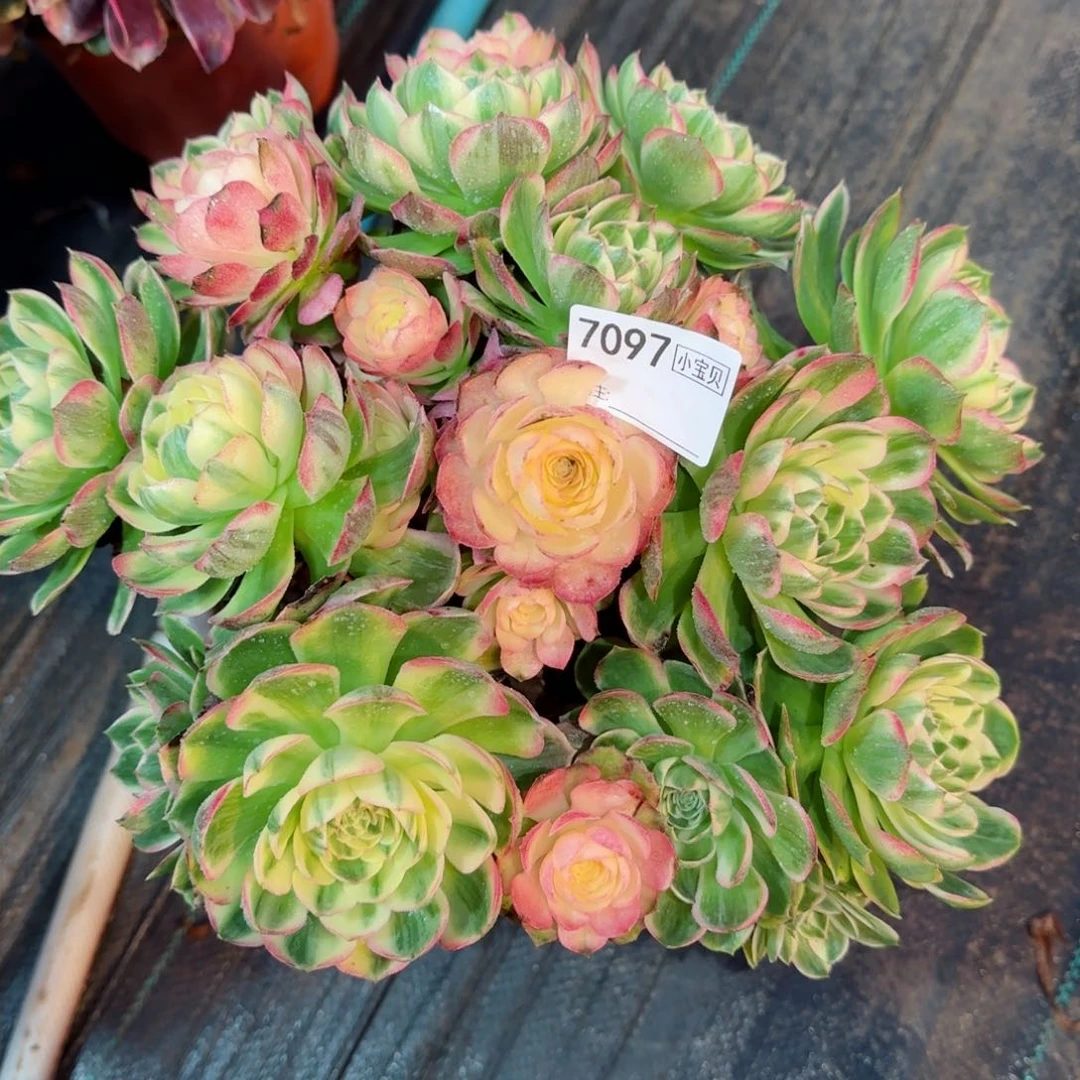 魏*7097多肉海王多肉