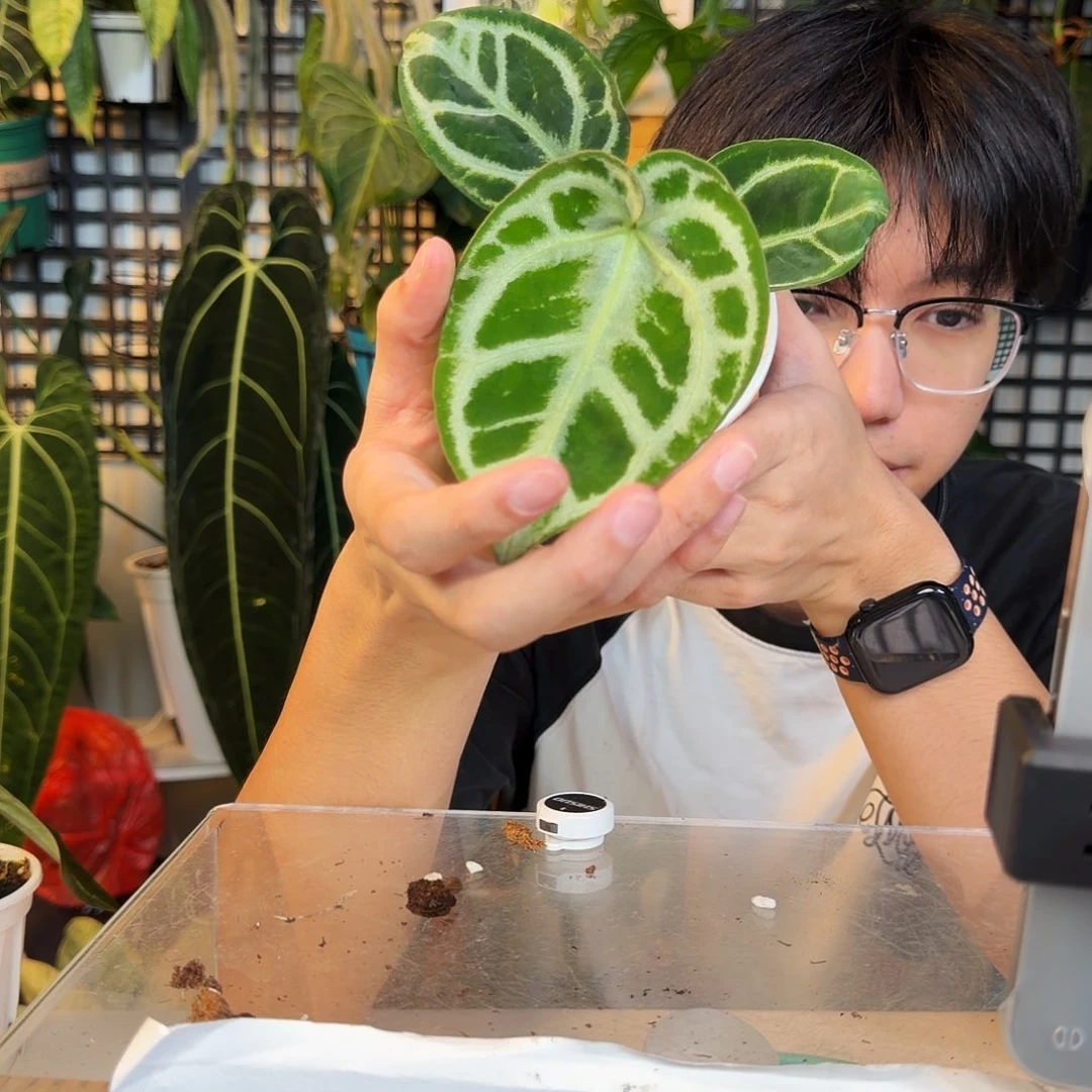 完全开放F176  铜锣烧杂小钻石