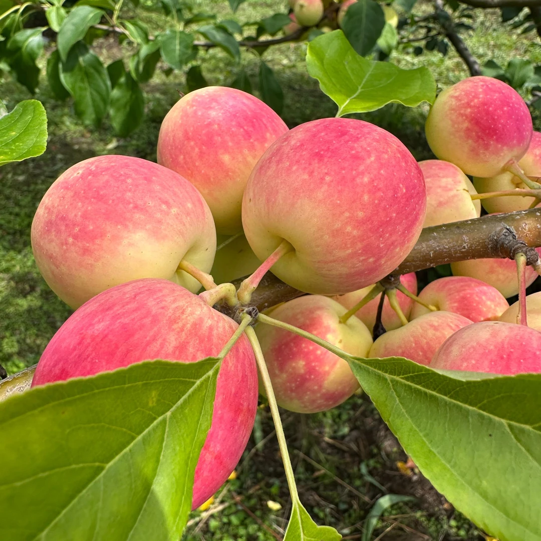 东北特产K9沙果应季水果海棠果现摘现发酸酸的水果
