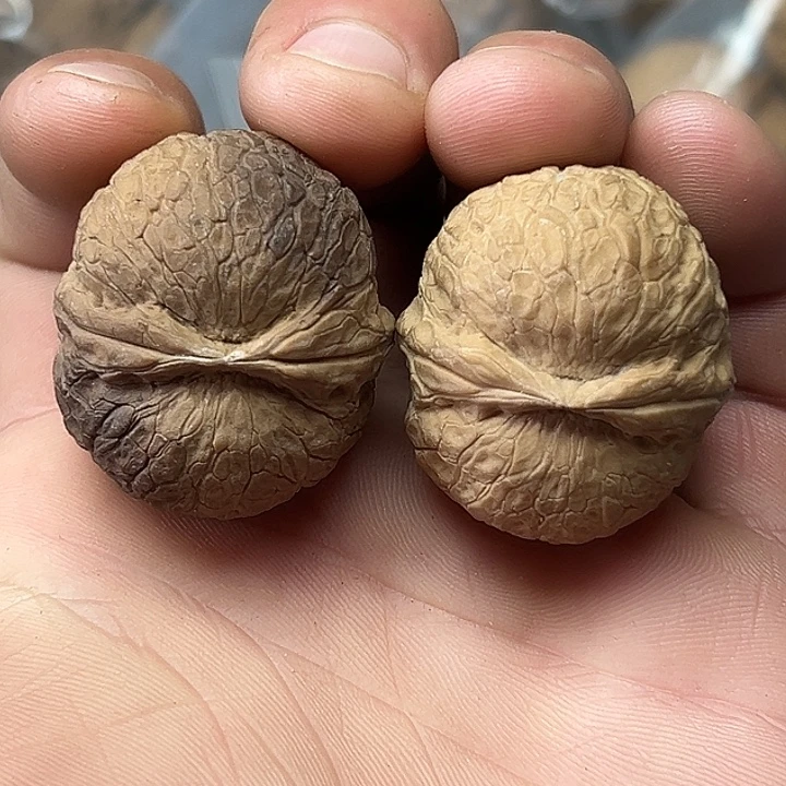 核桃5号提溜圆36尺