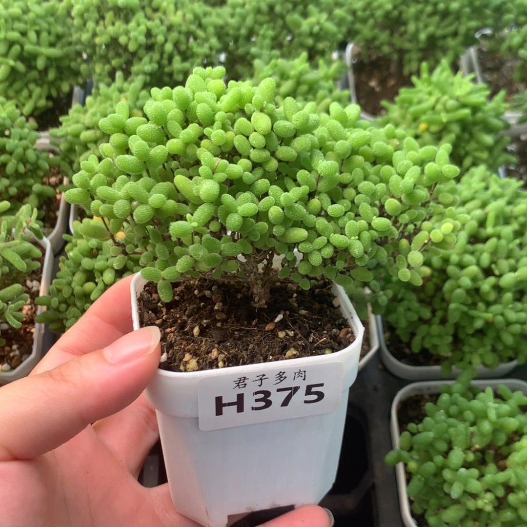 375蜜橘。
