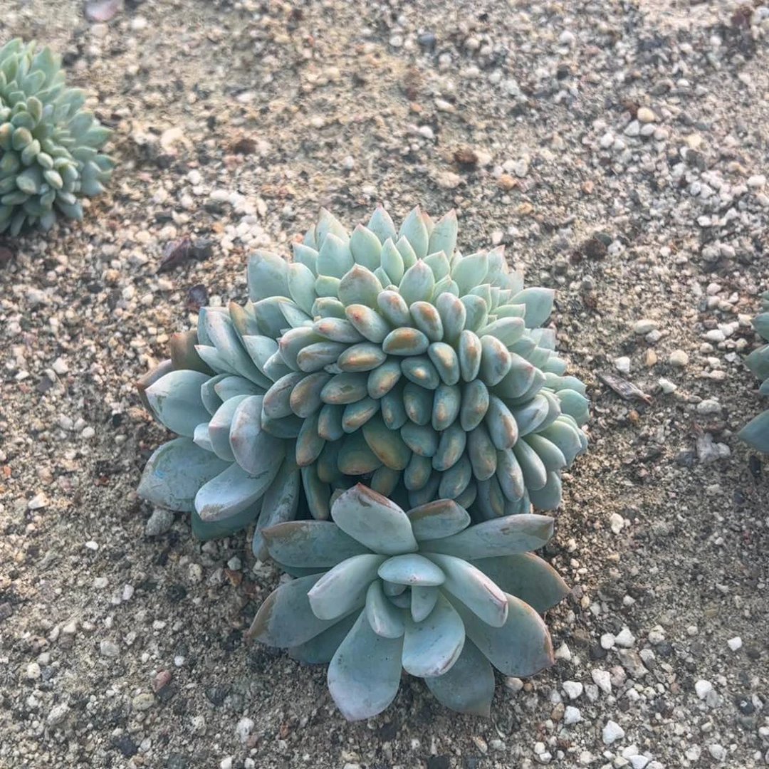 好处错过风一吹风朋友多