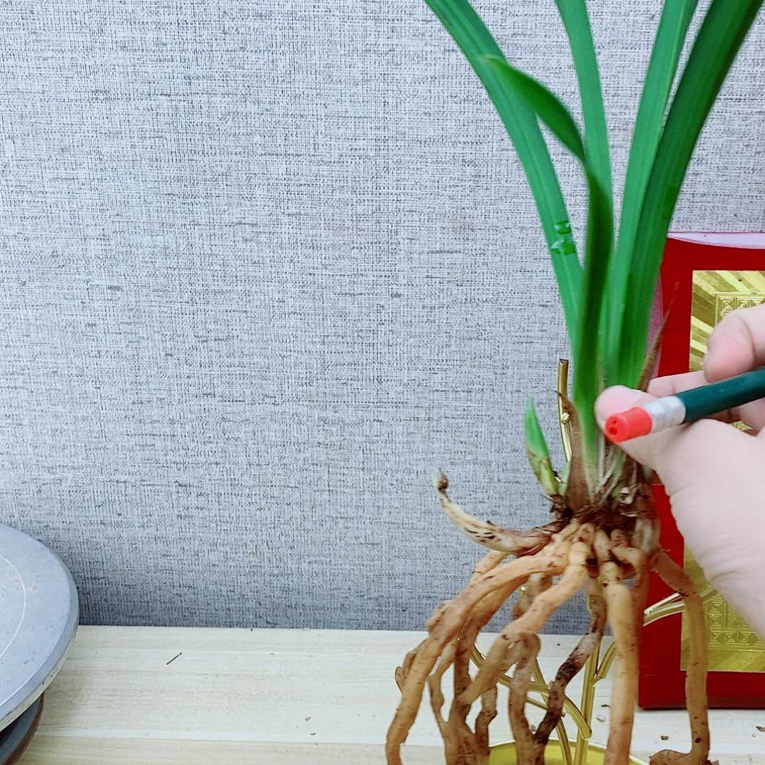 当前无花栽培后可以开花黄