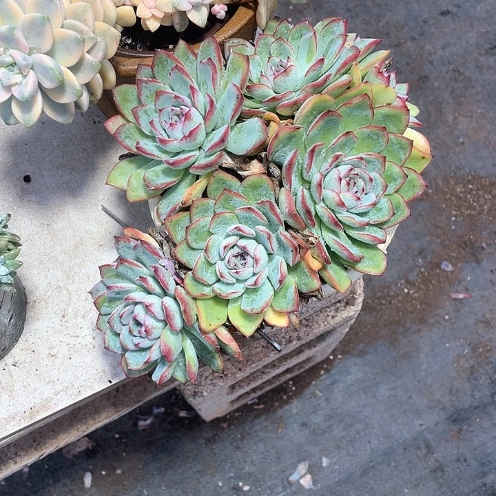 雨燕座多肉植物老桩