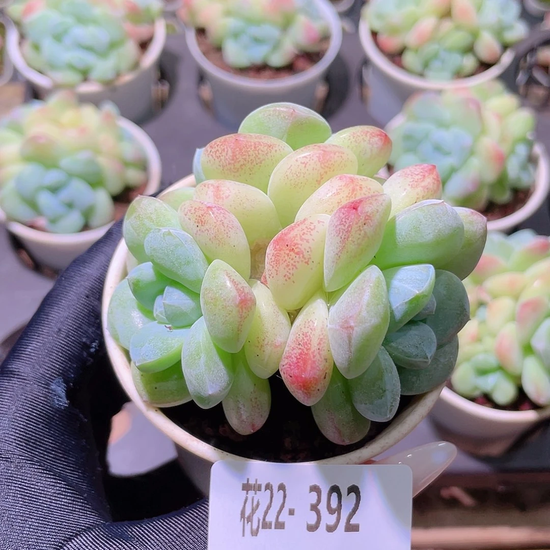 花利美22-392冰玉
