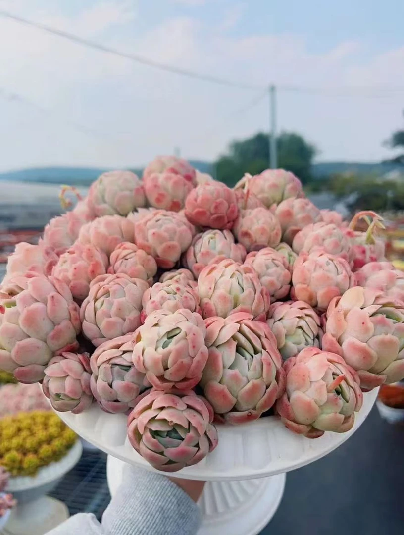 XX 贝瑞+罗马盆 耐晒皮实 绿植 室内室外都能养