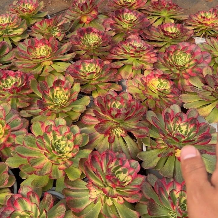 粉玉芙蓉啊啊啊啊