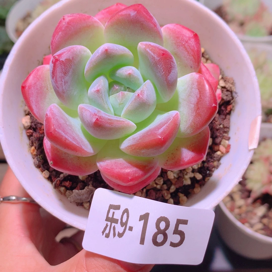 乐然9-185 青提单头