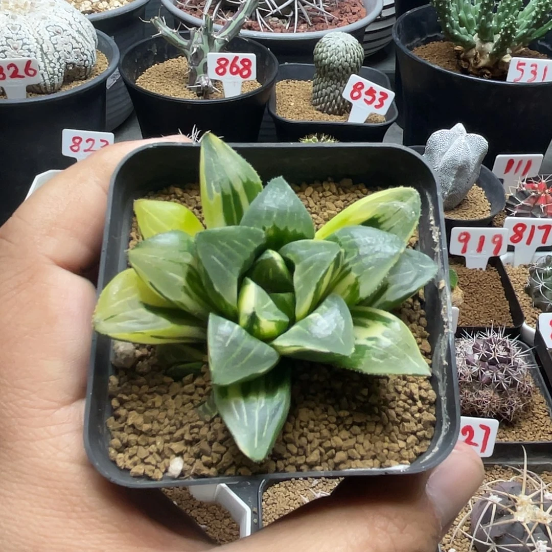 实生姬寿锦 带盆土包邮