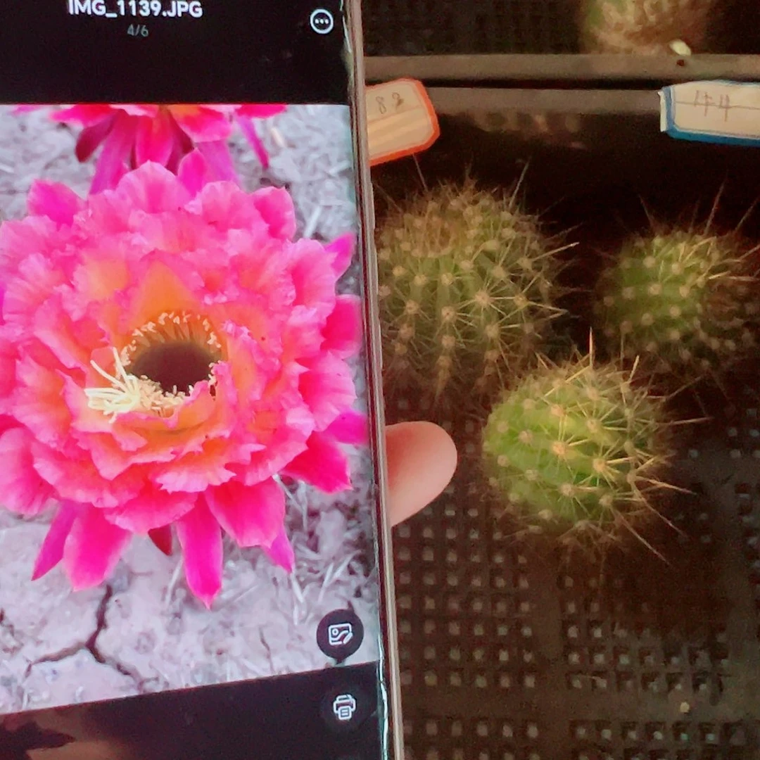 毛花柱牛牛侧芽 000000