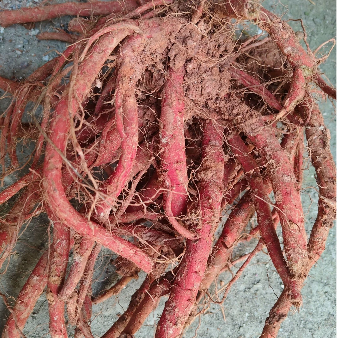 四川紫皮丹参（种根.插条）鲜货