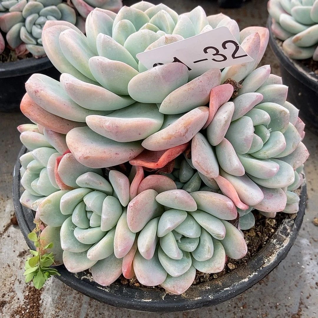 31-32冰玉一物一拍