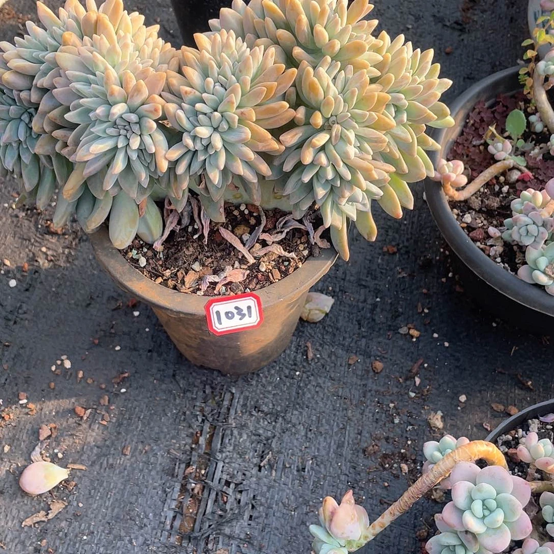 1031淡雪缀 一物一拍多肉