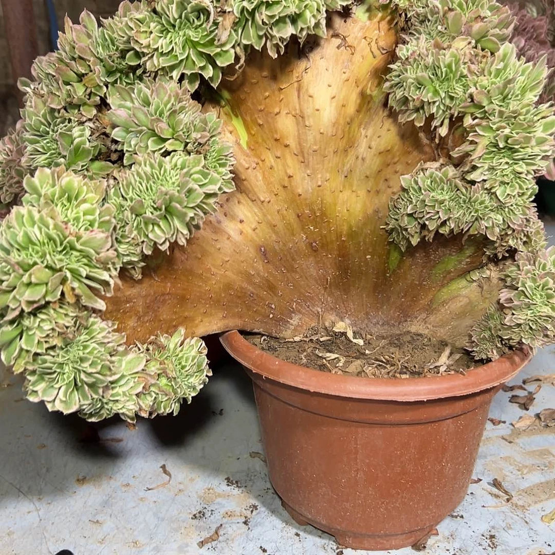 多202肉植物白风缀花