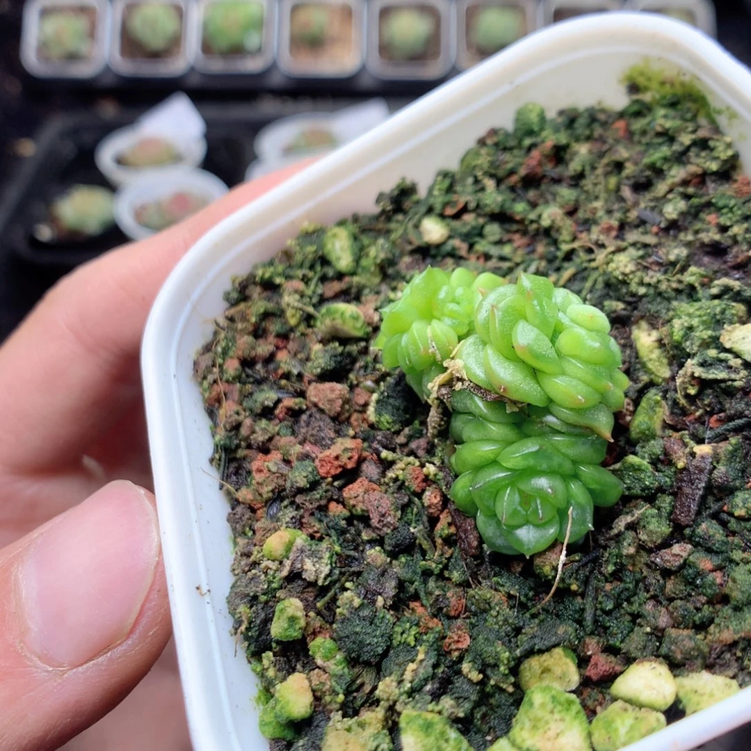 无花朵G73yyyyyyyy