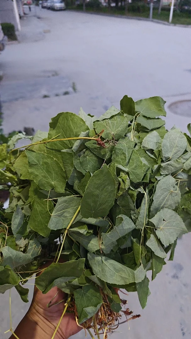 淫羊藿小圆叶深山高海拔采摘自然晾晒