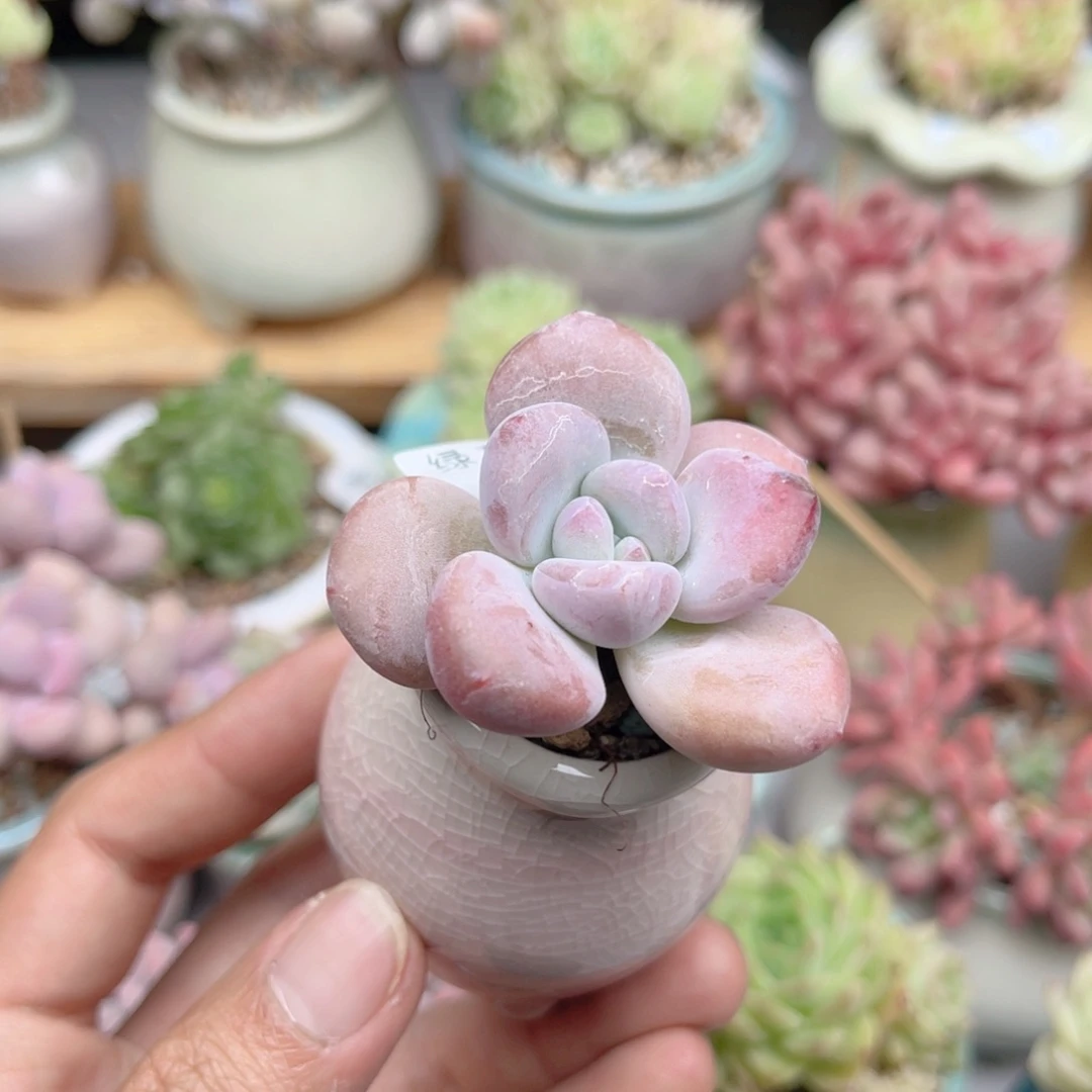 876 桃美人 带陶瓷盆发货 满28包邮