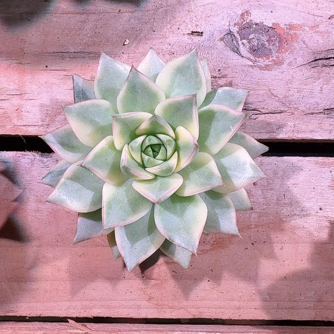 大合之光锦多肉多肉多肉