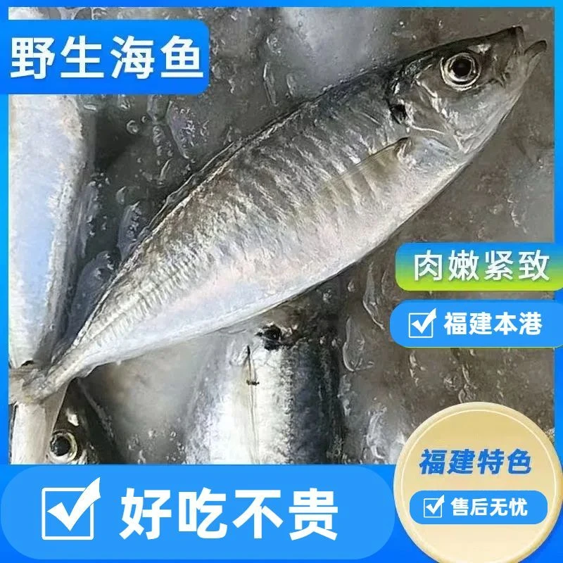 东山岛海捕渔船撒网海捕野生巴浪鱼海鲜活鱼速冻批发
