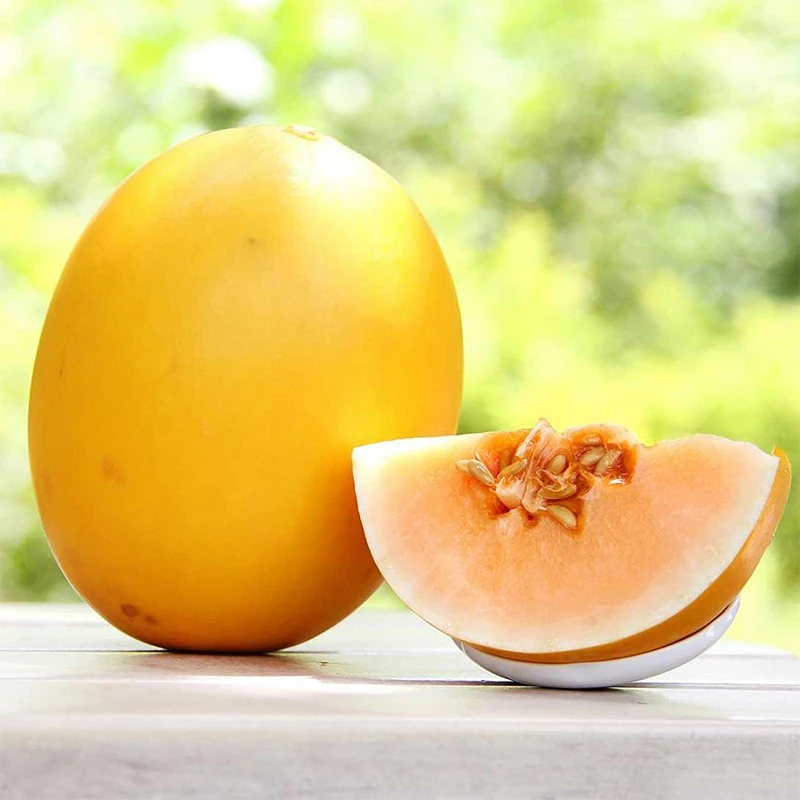 民勤沙漠蜜瓜金红宝蜜瓜甜瓜整箱10斤批发