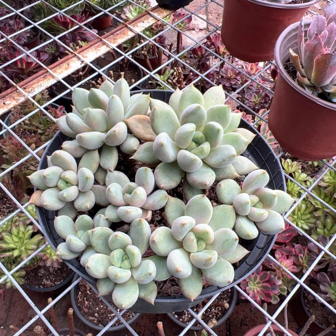 新疆包邮 特价象牙