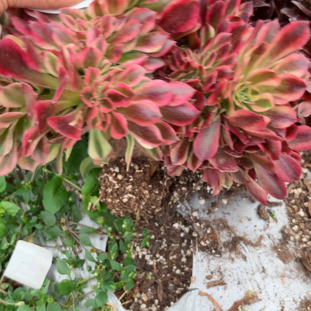 我8149 号多肉法师特价维纳