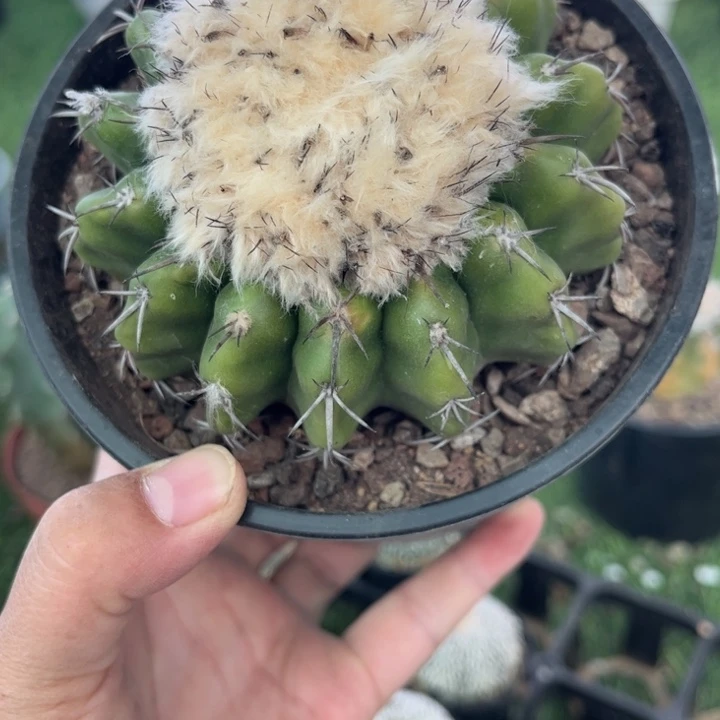 614实生圆盘玉好养皮实